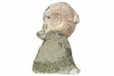 Iridescent, Pyritized Ammonite (Quenstedticeras) Fossil Display #193223-1